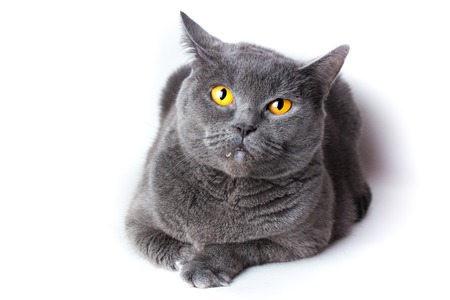 British gray shorthair cat close up on a white backgroundの写真素材