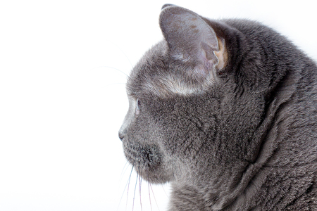 beautiful British cat with yellow eyes isolated on white backgroundの写真素材