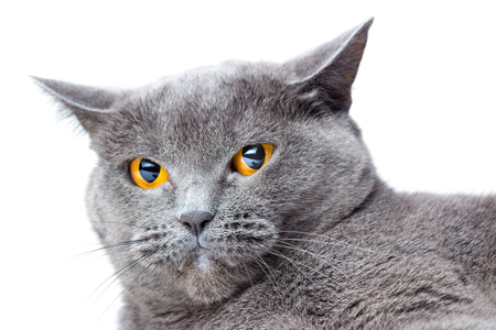 beautiful British cat with yellow eyes isolated on white backgroundの写真素材