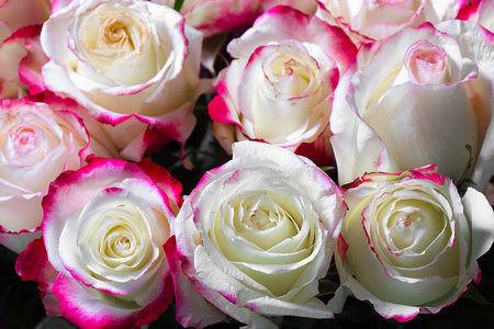 Many white roses with pink edged top viewの写真素材