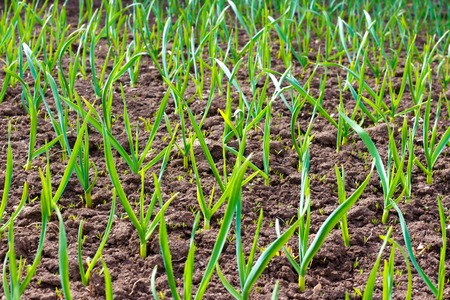 Green sprouts of young garlic sprout in springの写真素材