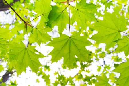 Young green fresh bright maple leaves under the rays of the sunの写真素材