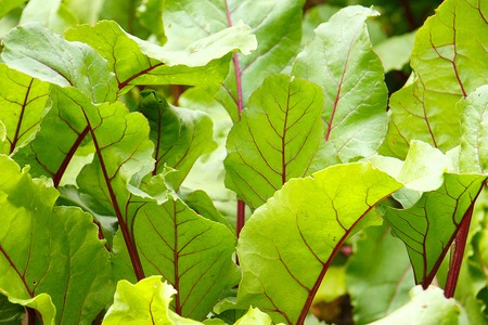Green beet leaves with red veins as backgroundの写真素材