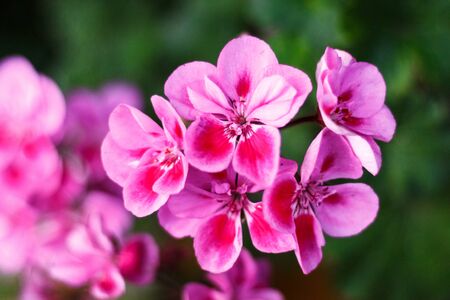 Verbena flowers beautiful fresh bright closeup as backgroundの写真素材