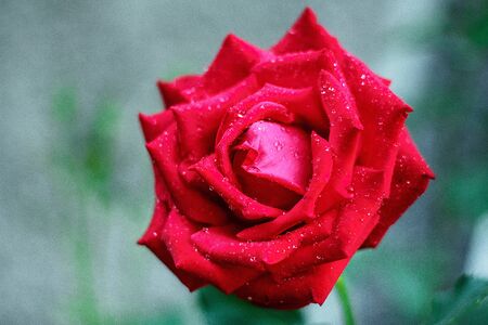 red rose with water dropsの写真素材