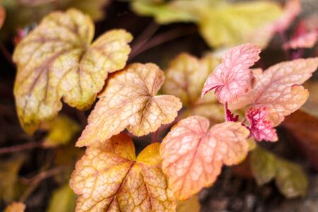 geyhery garden shrubs close upの写真素材