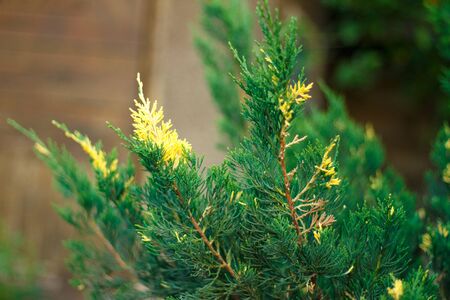 Green-yellow Chinese Juniper Stricta variegataの写真素材