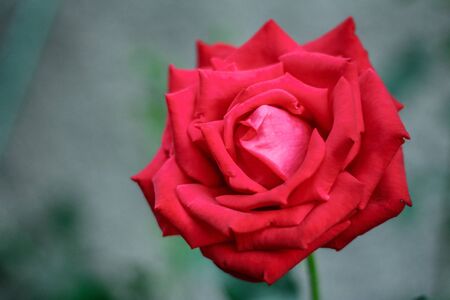 Red Garden Rose close-up on green backgroundの写真素材