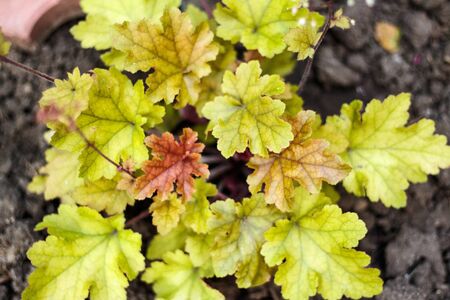geyhery garden shrubs close upの写真素材