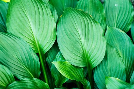 variegated green leaves of hosts with white stripes as backgroundの写真素材