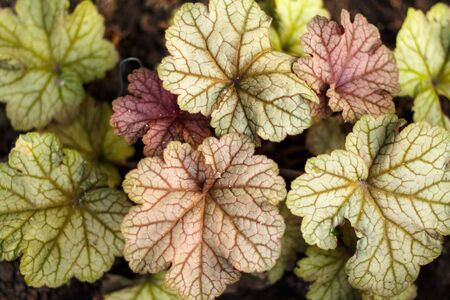 geyhery garden shrubs close upの写真素材