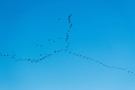 Shoal of birds. Birds fly southの写真素材