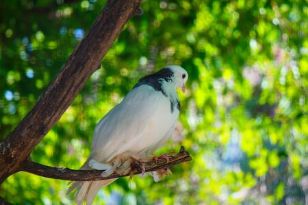 White dove sits on a branch in a zooの写真素材