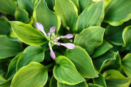 variegated green leaves of hosts with white stripes as background