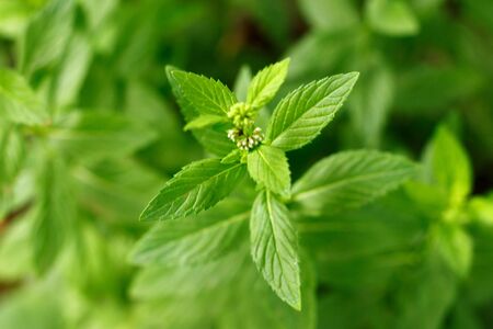 Bright green fresh mint leaves close upの写真素材