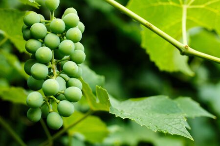 Sweet and tasty white grape bunch on the vineの写真素材