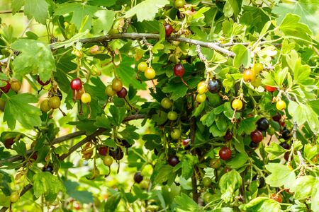 Gooseberries and ripen on the branches in the gardenの写真素材
