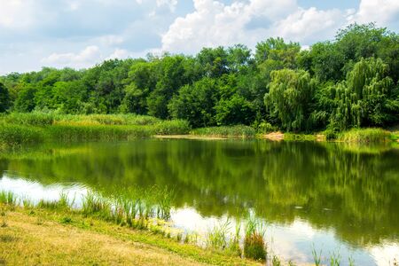 Young green reed grows on the shore of the reservoirの写真素材