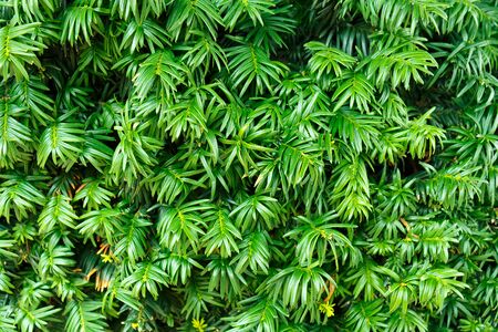 Beautiful texture of green foliage as a backgroundの写真素材