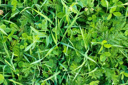 Beautiful texture of green foliage as a backgroundの写真素材