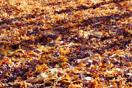 Background of autumn yellow leaves. Blurred yellow autumn background with leaves on the ground.の写真素材