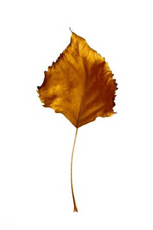 Autumn leaf poplar, isolated on a white background, as a graphic resource.の写真素材