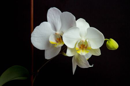 Beautiful white orchid flowers on a dark backgroundの写真素材