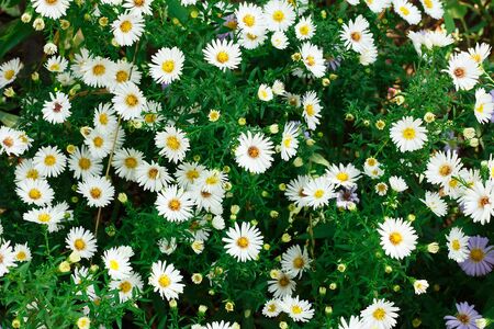 A lot of little white daisies as a backgroundの写真素材