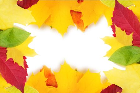 Frame of colorful autumn leaves white backgroundの写真素材