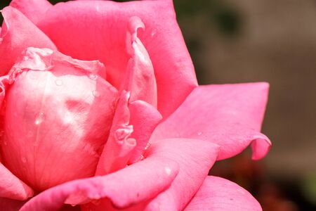 Red garden rose close-up on natural green backgroundの写真素材