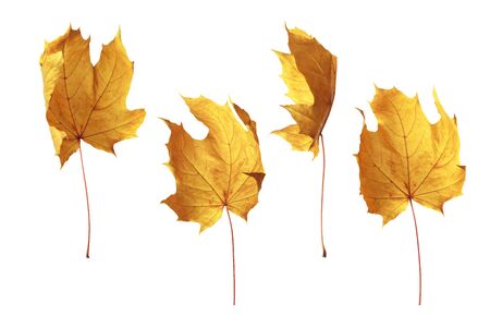 Autumn yellow poplar leaf isolated on white backgroundの写真素材