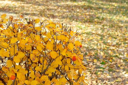 Bushes with yellow leaves in parkの写真素材