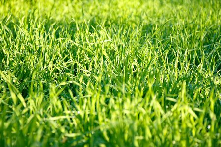 Fresh green grass with dew drops under the rays of the morning sun close-upの写真素材