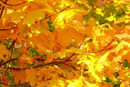 Many bright yellow maple leaves on a treeの写真素材
