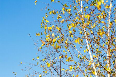 Yellow birch leaves during fall season against sunny blue skyの写真素材