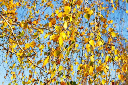 Yellow birch leaves during fall season against sunny blue skyの写真素材