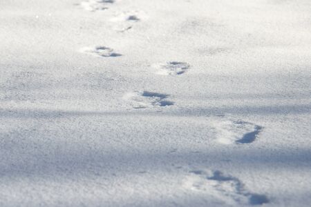 Human footprints on pure white snow in winterの写真素材