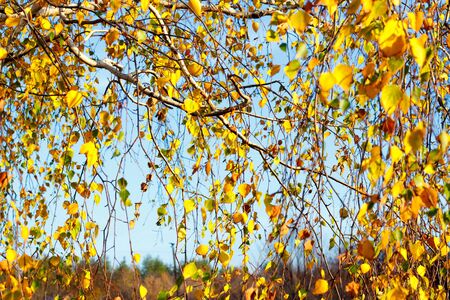 Yellow birch leaves during the fall season against a sunny blue skyの写真素材