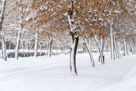 Branches of trees covered with hoarfrost and snowの写真素材