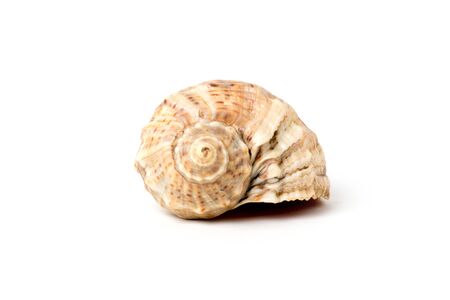 seashell on white background close-upの写真素材
