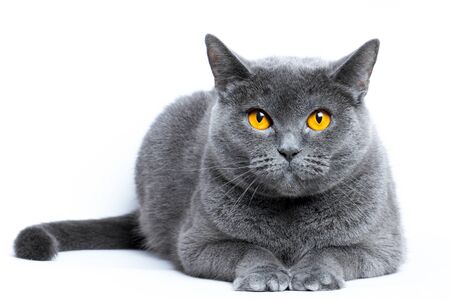 Portrait of a gray shorthair british cat on a white backgroundの写真素材