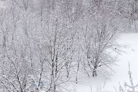 Winter landscape with lots of snow and trees covered with snowの写真素材