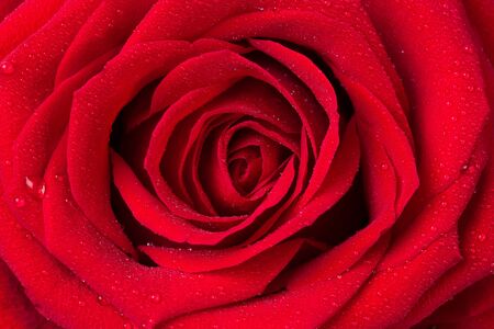 beautiful red rose closeup as backgroundの写真素材