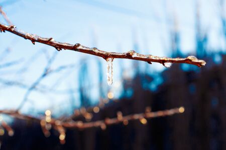 Tree branch with icicles after freezing rainの写真素材