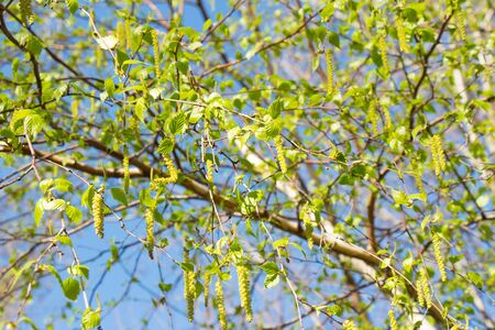 Young spring green leaves on faded background Spring birch branch with young leaves against a blue sky. Springtime nature conceptの写真素材