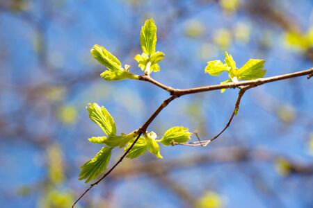 new leaf and sun rayの写真素材