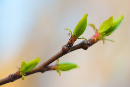 A young leaf of a tree blossoms in the spring morning under the sun, against the blue sky.の写真素材