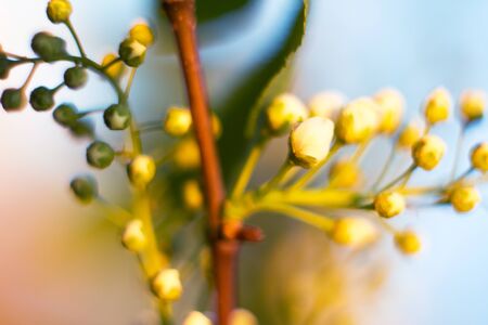 A young leaf of a tree blossoms in the spring morning under the sun, against the blue sky.の写真素材