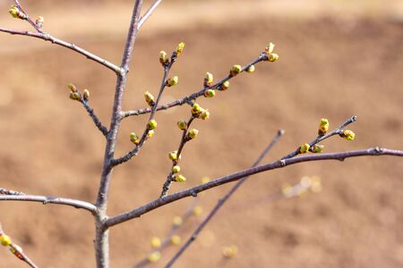 green new buds on branch in spring seasonの写真素材