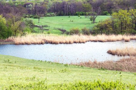 Plants grow on the shore of a pond in a park in spring.の写真素材